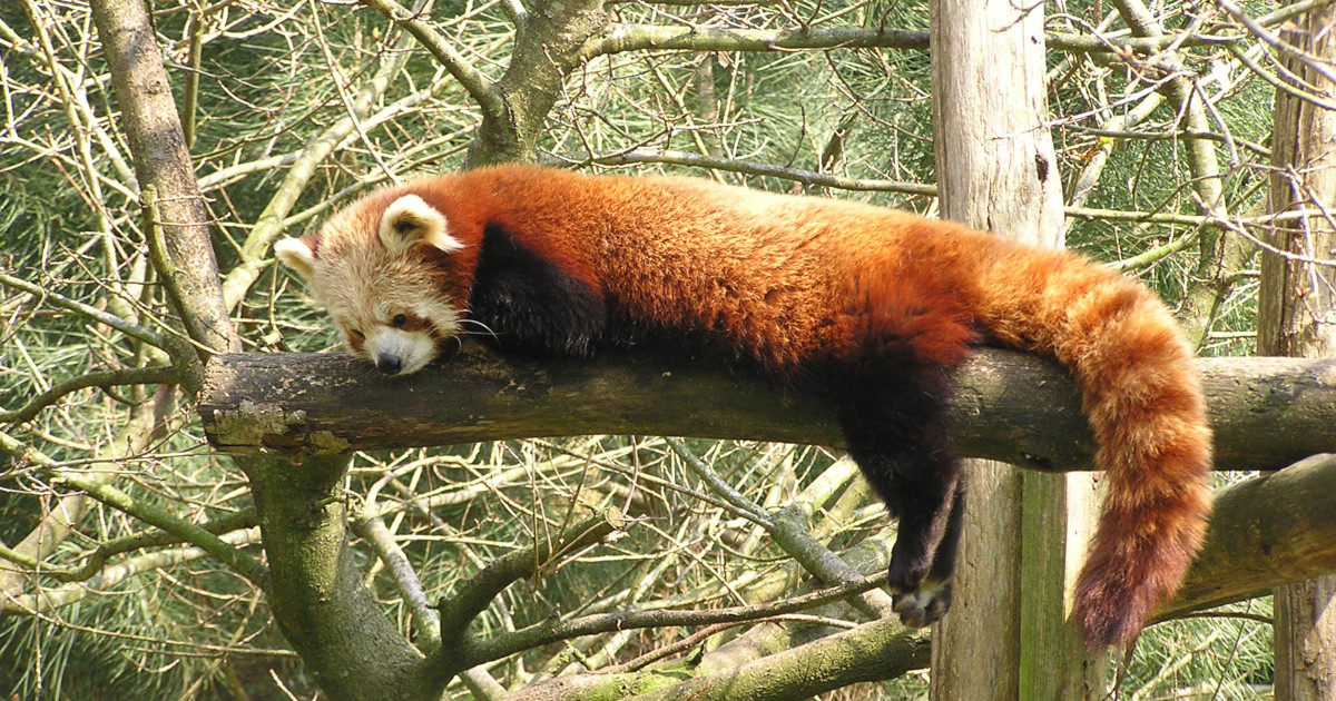 Call to Firefox Extension Developers