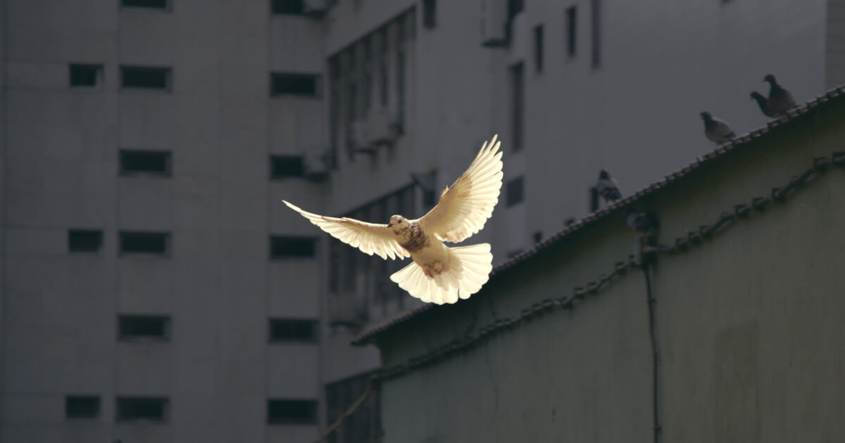 Carey Hoffman: Coding for Peace