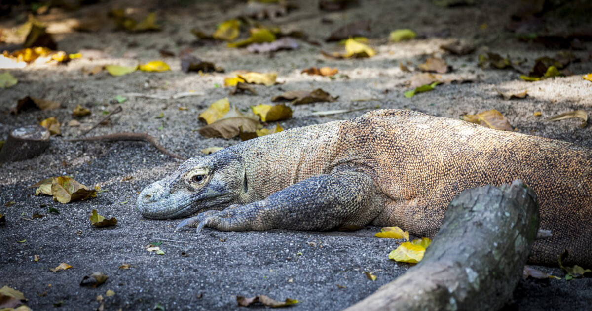 Komodo Community Roars with 9 Million Developer Sessions a Year