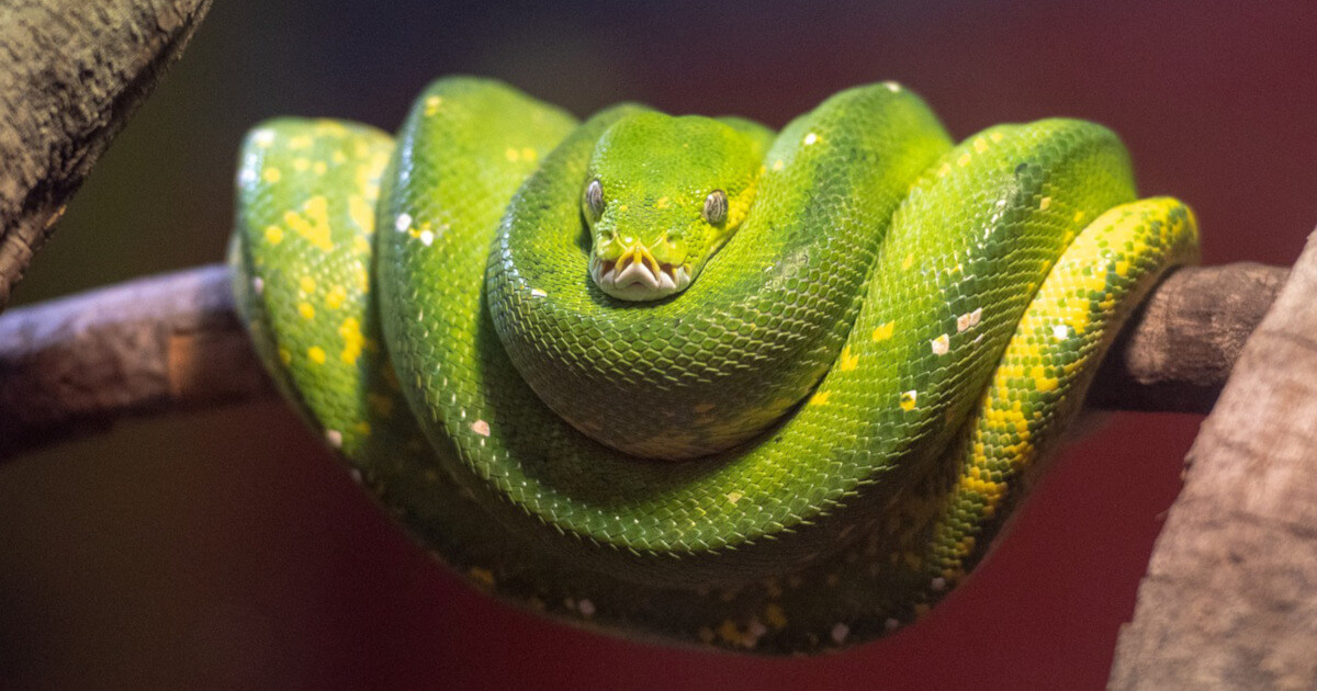 PyCon 2015 Recap
