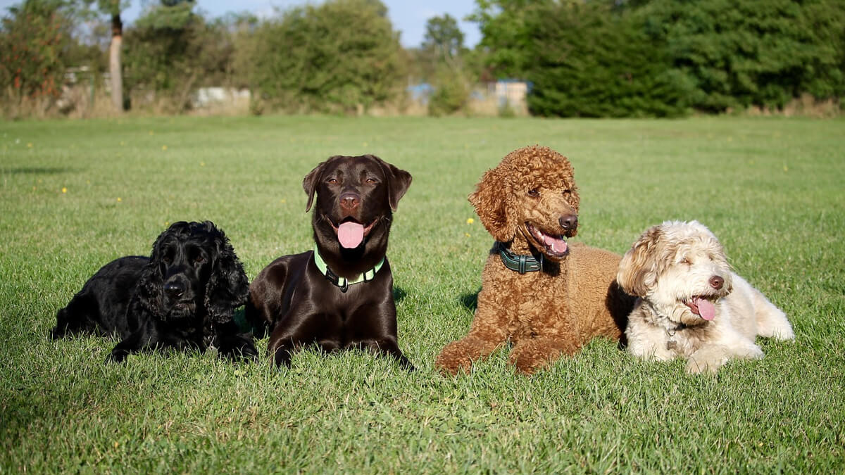 dogs